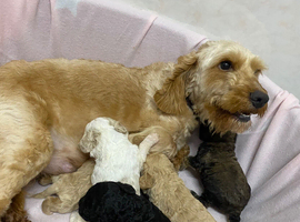 F1b Cocapoo puppies!! 3 Left!!