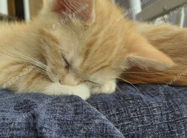RAGDOLL CROSS KITTENS