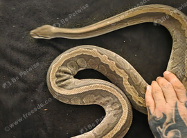 6 year old female jigsaw python.