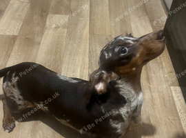 Chocolate dapple dachshund girl