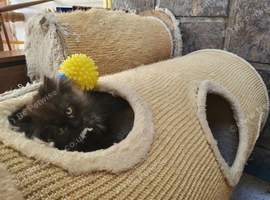 Siberian/chinchilla kittens
