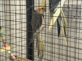 Cockatiels for sale