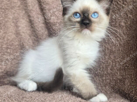 Ragdoll Kittens Available now