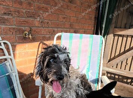 4 year old female cocker poo rehoming