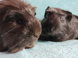 Cute pair of dark beautiful boy guinea pigs ready now