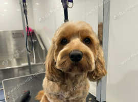 Cockapoo for stud