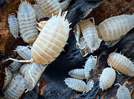 CHEAP BULK AVAILABLE. Snow White isopods for sale, UK very low prices in Rochester