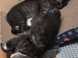 Kittens for sale