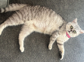 British shorthair