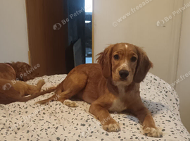 Selling puppies