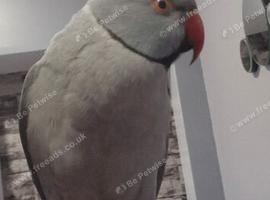 Grey Indian ringneck