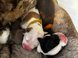 Old English F3 bulldog x American bulldog puppies