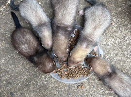 ferrets kits for sale