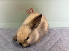 Mini lop bunnies