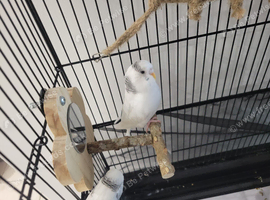 2 x juvenile budgies