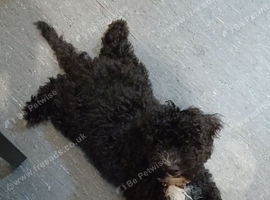 15 weeks old miniature poodle