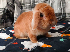 Spayed and vaccinated female mini lop