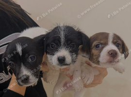 Jack Russel puppies