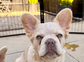 Fluffy/Puffy French Bulldog