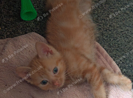 3 Lovely Kittens for Sale One Ginger & White Boy One Pure Ginger Boy and Tortoiseshell Girl &pound;150 Each