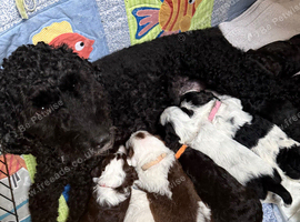 Cockapoo x Shihpoo