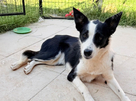 Female border collie