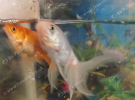Two fishes available