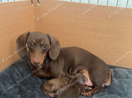 11 week old female puppy