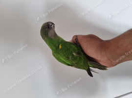 Baby Senegal