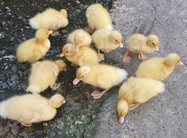 Ducklings