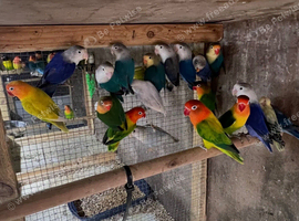 Lovebirds cocktails parrotlets