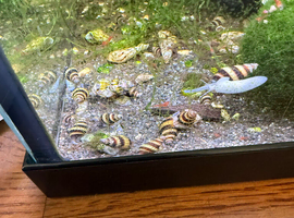 Assassin snails for sale X10 for &pound;5