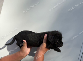 True Jack Russel puppy&rsquo;s for sale