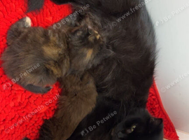 4 wonderful kittens looking for their forever home