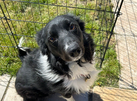 6 year old male border collie