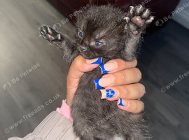 Cute female kittens