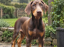 Stunning girl Available