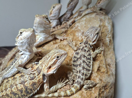 Baby bearded dragons