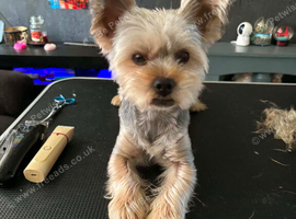 Miniature Yorkshire terrier