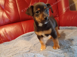 Jack Russell pups for sale