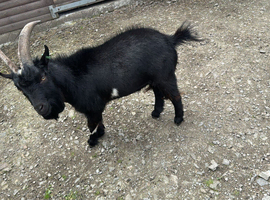 male pygmy goat
