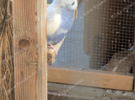 Young budgies