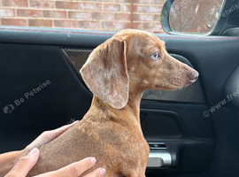 Dachshund x chihuahua