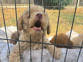 Toy poodls