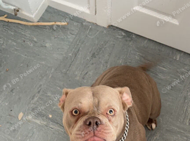 Armarni looking for her forever loving home