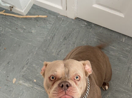 Armani pocket bully cross staff