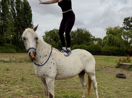 Palomino and white