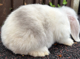 Mini Lops: ready to leave