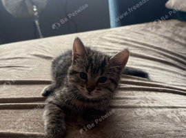 Kitten male