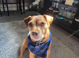Terrier Boy 4yrs old